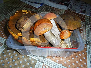 Several picked large mushrooms placed in a plastic box | Collected specimen of fungi Boletus Luridiformis,the scarletina bolete,