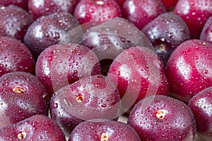 Several picota cherries photo