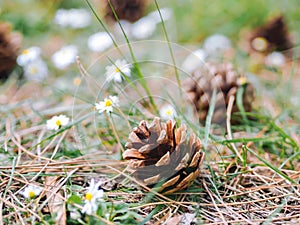 Several Pine or fur cones fallen on the ground in the woods with daisy flowers in a summer day. Clearing in the forest