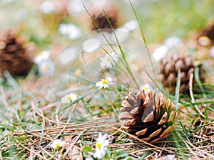 Several Pine or fur cones fallen on the ground in the woods with daisy flowers in a summer day. Clearing in the forest