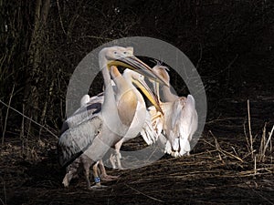 The Several Pink-backed Pelicans, Pelecanus rufescens, stand on the shore and clean their feathers