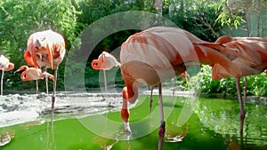 Several pink flamingos feed in shallow water