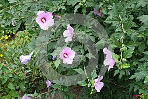 Several pink flowers in the leafage of Hibiscus syriacus in August photo