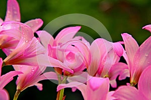 Several pink lilies in full bloom