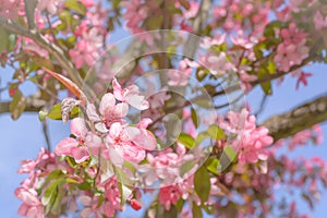 Several pink plum flowers on a blurred background