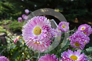 Several pink and white flowers of semidouble Chrysanthemums
