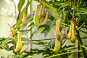Several pitchers of a nepenthes