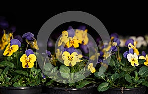 Several plastic flower pots are for sale next to each other. In the flowerpots are yellow - blue pansies on a dark background