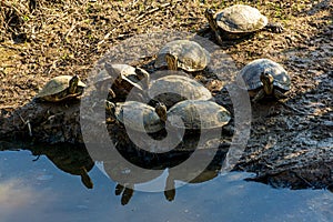 Aquatic Turtles Sunning Beside a Wetland Pond.