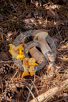 Several porcini mushrooms and chanterelle mushroom in pine tree forest at autumn season