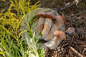 Several porcini mushrooms in pine tree forest at autumn season