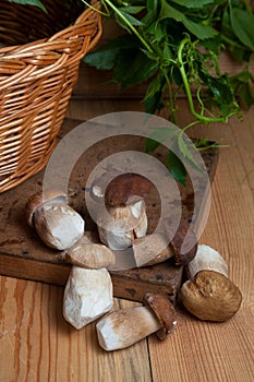 Several porcini mushrooms on wooden background at autumn season