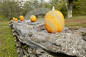 Several pumpkins on a stone wall