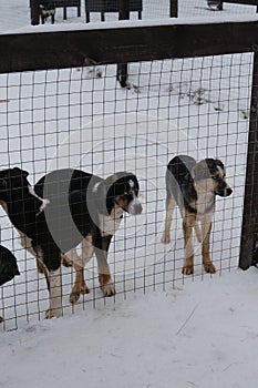 Several puppies of Alaskan Husky littermates stand in snow in winter behind fence of kennel. Blue-eyed puppies of mixed photo