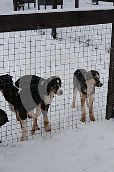 Several puppies of Alaskan Husky littermates stand in snow in winter behind fence of kennel. Blue-eyed puppies of mixed