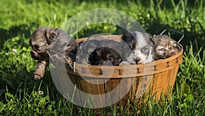 Several puppies in a wooden basket on a green lawn