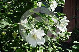 Several pure white flowers in the leafage of Hibiscus syriacus photo