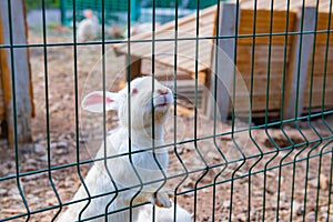 Varios conejos acostarse en jaula en casa 