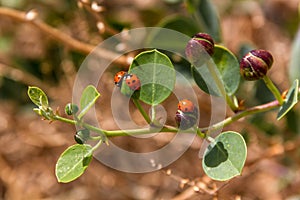 Several red and black ladybugs on a wild caper plant at Ein Gedi