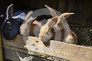 Several red-haired breeding rabbits standing in a wooden cage.