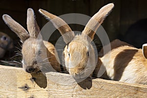 Several red-haired breeding rabbits standing in a wooden cage.