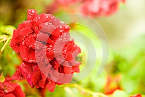 Several red rose flowers