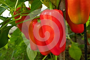 Several red sweet peppers ripen on a bush in a greenhouse, close up