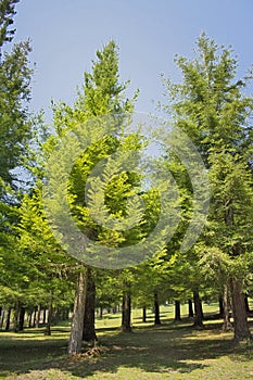 Several redwood trees in full nature a sunny day of blue sky