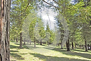 Several redwood trees in full nature a sunny day of blue sky