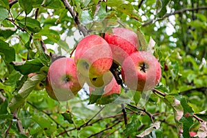 Several ripe apples on a branch in the garden. Five fruits