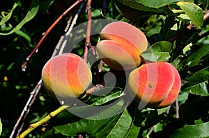 Several ripe juicy peaches hang on a tree.