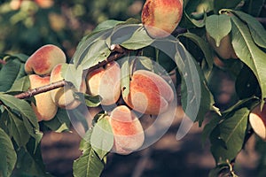 Several ripe peaches on a tree branch