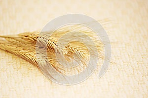 several ripe spikelets of rye Secale cereale on a beige background.