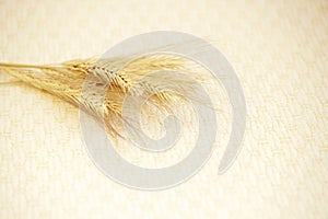several ripe spikelets of rye Secale cereale on a beige background.