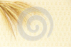 several ripe spikelets of rye Secale cereale on a beige background.