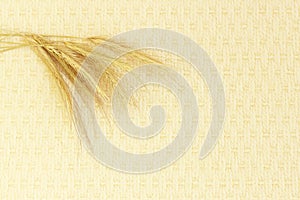 several ripe spikelets of rye Secale cereale on a beige background.