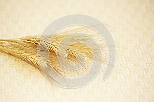 several ripe spikelets of rye Secale cereale on a beige background.