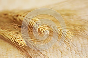 several ripe spikelets of rye Secale cereale and the little bug sits in one of them on a beige background.