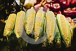 Several ripe yellow corn cobs close-up on display at farmers market