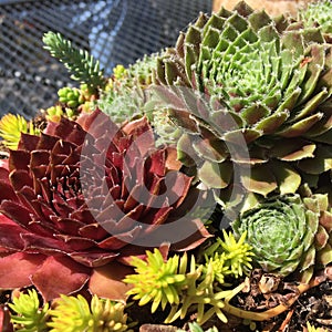 Rosette Succulents grouped together. Square. Closeup. photo