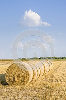 Several round straw bales in a row on stubble field in sunshine
