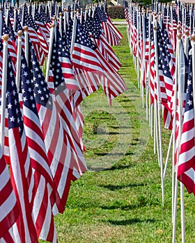 Several rows of beautiful national flags of the United States of America line a field.