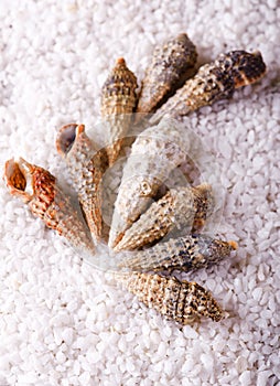 Several sea shells on white stones
