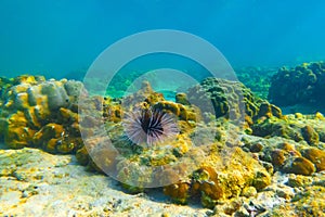 Several sea urchins with white and black spines move their spines merging into lump at the bottom tropical warm waters photo