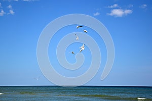 Several seagull birds fly over the sea and fight for food against the sky