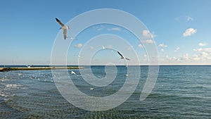 Several seagulls mowing over a calm sea, on the background of a blue sky with clouds.