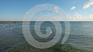 Several seagulls mowing over a calm sea, on the background of a blue sky with clouds.