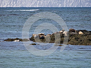 Several seals on a rock covered with algae