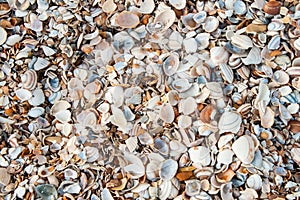 Several seashells on the beach.