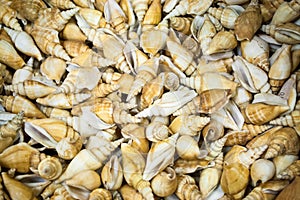 Several seashells on the beach.